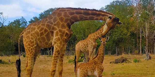 Breakfast giraffes casela nature parks (5)